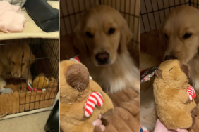 Video: Golden Retriever Finds Christmas Gift Early & Does This