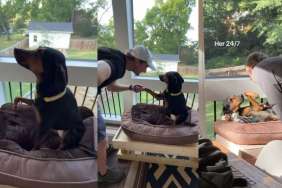 Video: Dog Is Grateful After Owner Builds ‘Raised Bed’ for Her