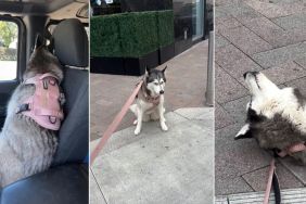 Video: Husky Holds Grudge After Owner Ignores Pet Store Tantrum