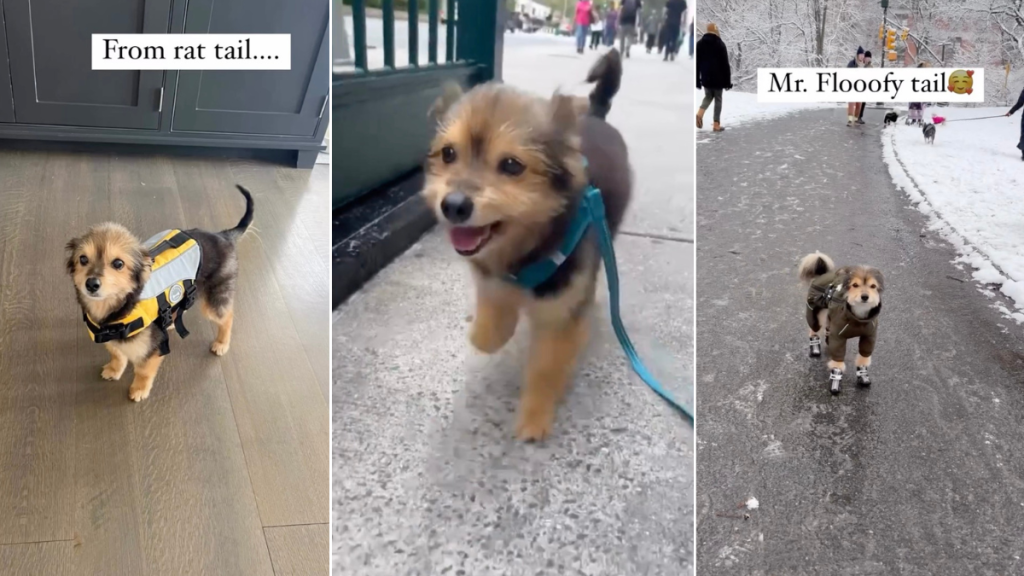 Video: Dog's 'Tail Transformation' Is One for the Books