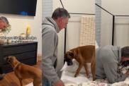 Video: Owner Proves Boxer Hit the 'Grandpa Jackpot'