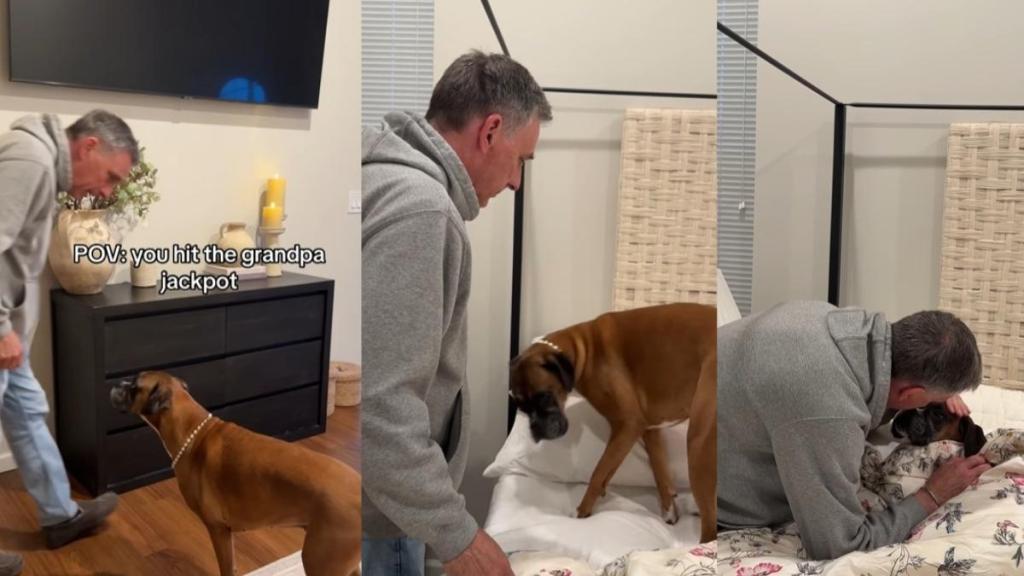 Video: Owner Proves Boxer Hit the 'Grandpa Jackpot'