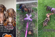 Video: Dachshund Is ‘Happiest’ on Reuniting With Her Babies