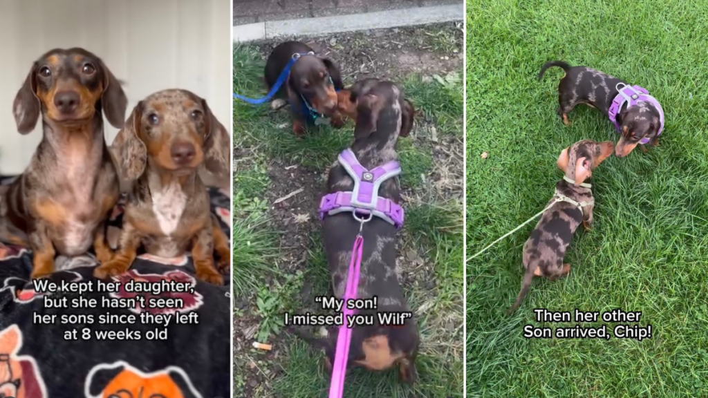 Video: Dachshund Is ‘Happiest’ on Reuniting With Her Babies