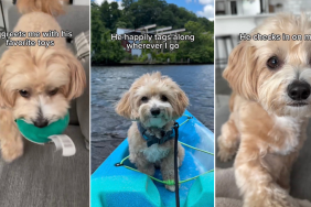 Video: Maltipoo Gives Owner Comfort in More Ways Than One