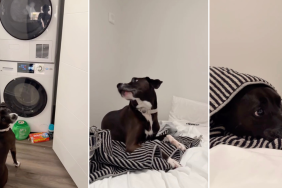 Dog Has a Reason to Wait for Clothes to Finish in the Dryer