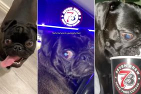 Video: Owner's Service Pug Is Their 'Partner in Crime'