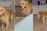 Video: Owner Captures Hungry Dog Navigating Daylight Savings