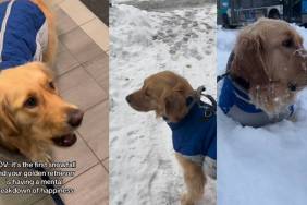 Video: Dog Has 'Breakdown of Happiness' Over First Snowfall