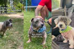 Dog Untouched for Years Gets To Go Home in Moving Video