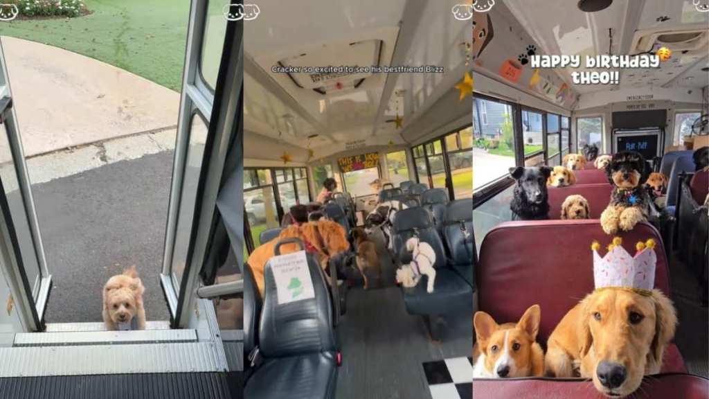 Video: Dogs Running From the Door to Daycare Pickup Bus Is the Cutest