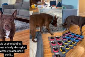 Dog Whines for the ‘Sweetest Reason in the World’ in Viral Video