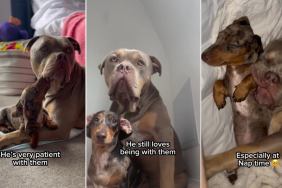 Video: Dachshunds Are Raised by ‘Soft Not Scary’ Bully