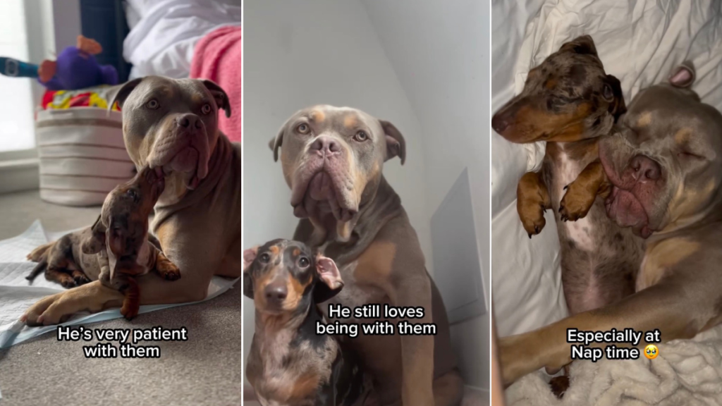 Video: Dachshunds Are Raised by ‘Soft Not Scary’ Bully