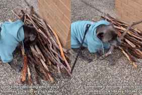 Video: Dog Browses Through Stick Library To Choose Walk Companion