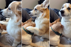 Video: 'Socially Awkward' Corgi Likes Petting Other Dogs