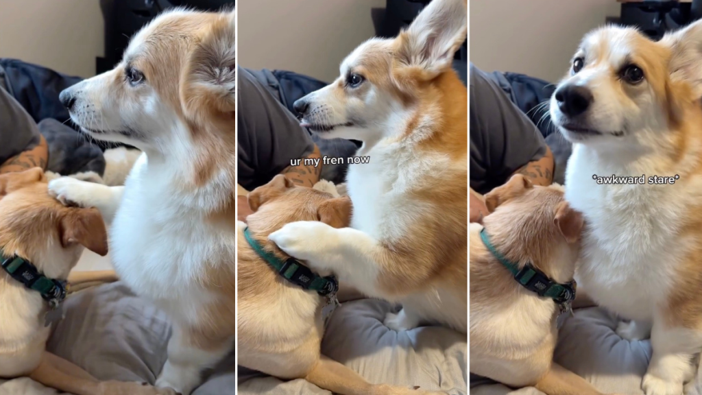 Video: 'Socially Awkward' Corgi Likes Petting Other Dogs