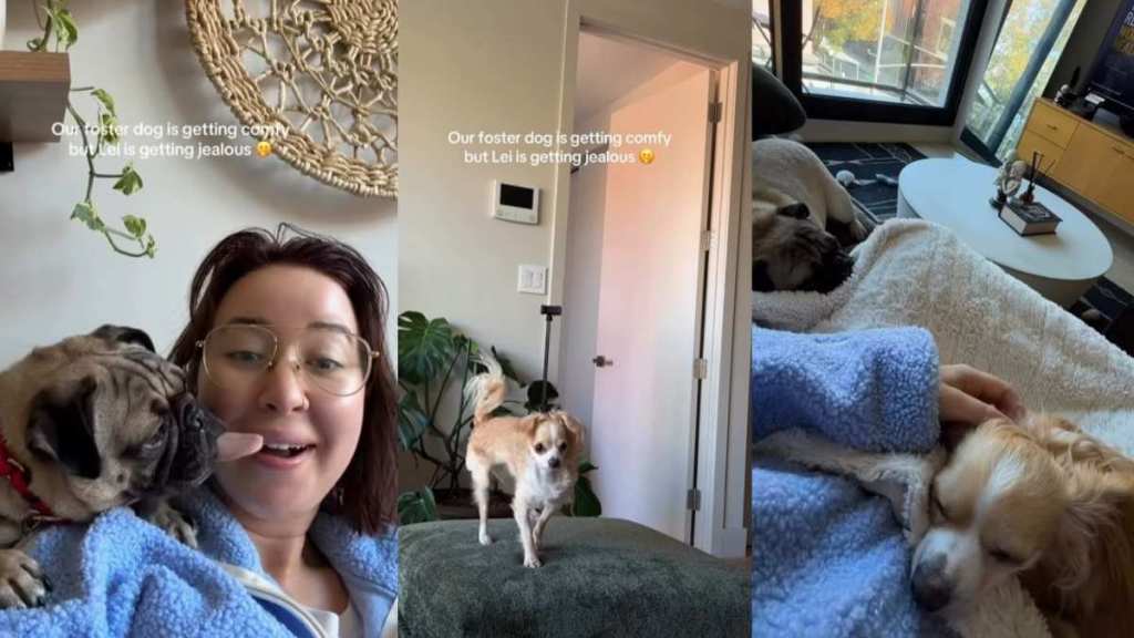 Video: Foster Dog's Coziness With Owner Has Pet Jealous