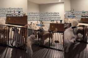 Video: Owner Proves Great Pyrenees Has ‘Twisted Sense of Humor'