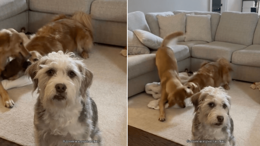 Video: Dog Conveniently Ignores His Siblings Causing Chaos