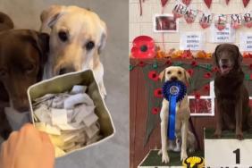 Video: Senior Dog Aces Agility Competition His Own Way