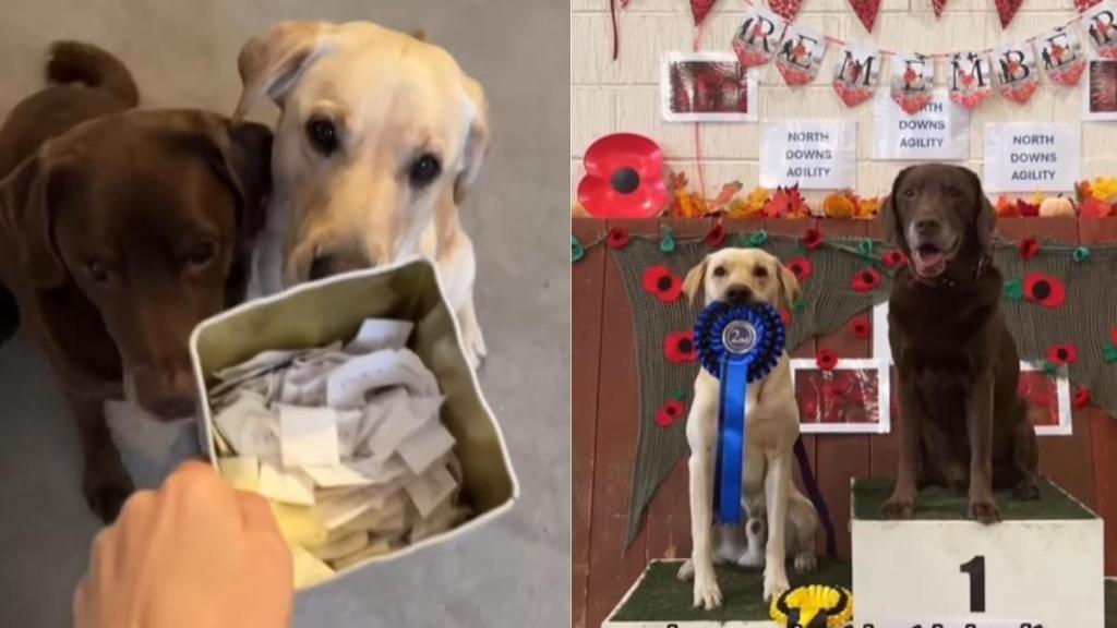 Video: Senior Dog Aces Agility Competition His Own Way