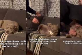 Video: Hospice Dog Has a ‘Loving Family To Call Her Own'