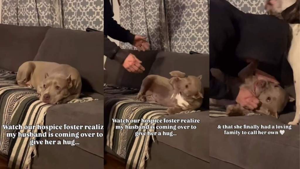 Video: Hospice Dog Has a ‘Loving Family To Call Her Own'