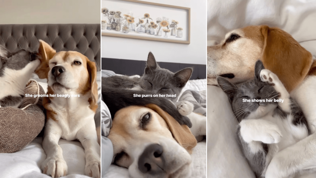 Video: Beagle Is Loved Unconditionally by Cat Sibling