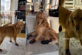 Golden Retriever 'Frozen' After Wearing Shoes
