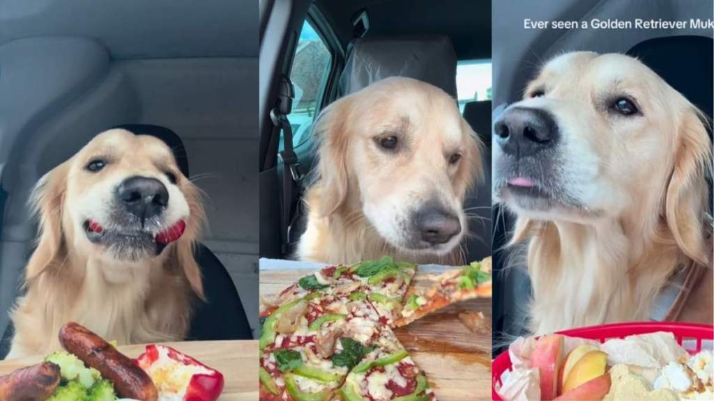 Video Shows Golden Retriever Being a Hard-Working ASMR Foodie