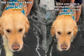 Golden Retriever Doing His Best to Heal in Moving Video