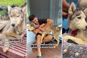 Rescue Dog Does This After Being Unchained