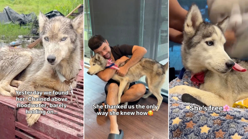 Rescue Dog Does This After Being Unchained