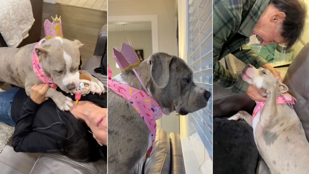 Video: Bully Enjoys Her Birthday Party With 'Grandpawrents'