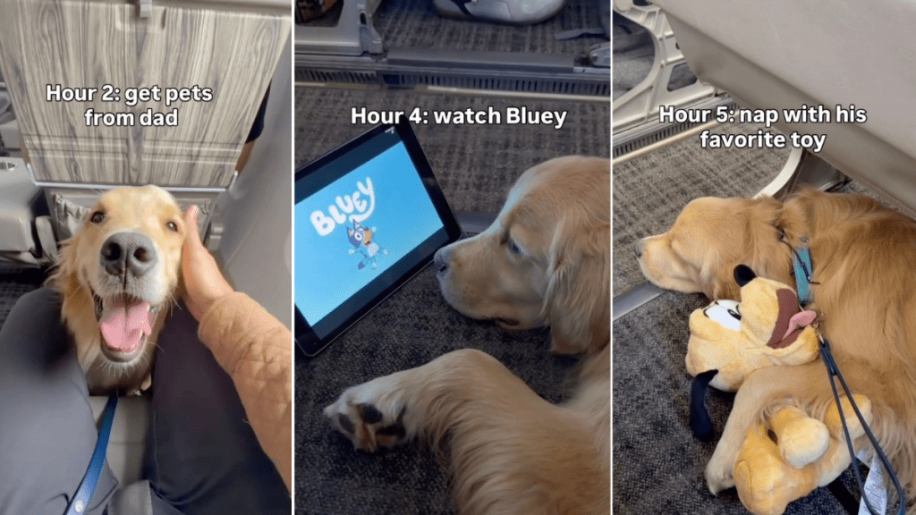 Video: Golden Retriever Keeps Himself Busy During 6-Hour Flight