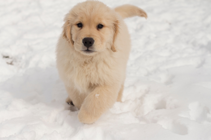 Puppies in the snow!