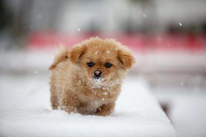 Puppies in the snow!