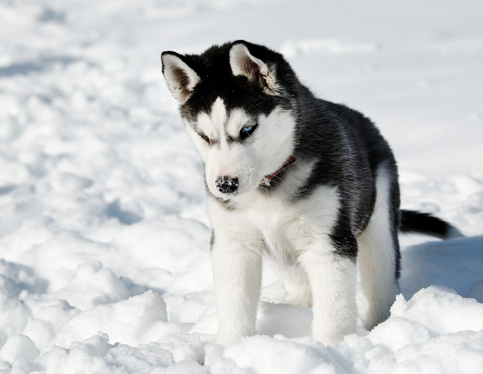 Puppies in the snow!