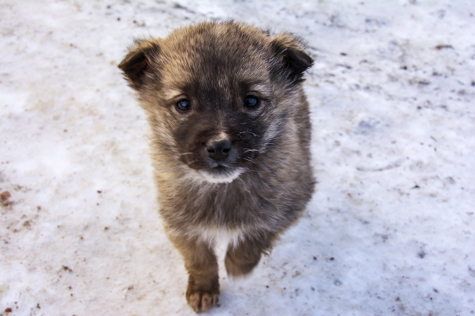 Puppies in the snow!