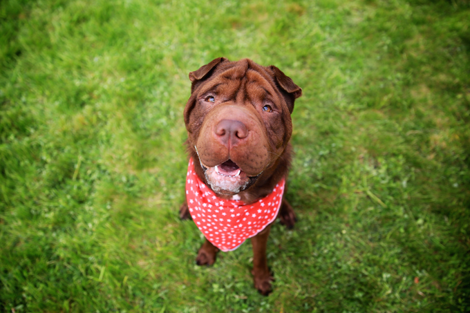 International Bandanna Day 