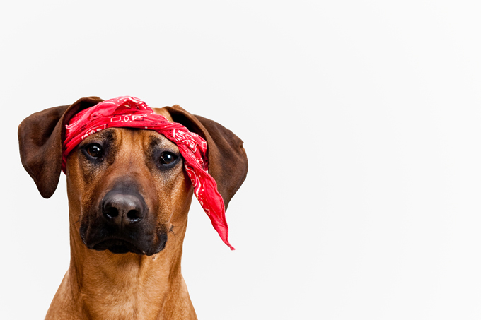 International Bandanna Day 