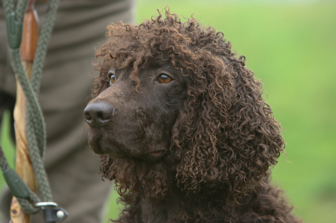 Irish Water Spaniel