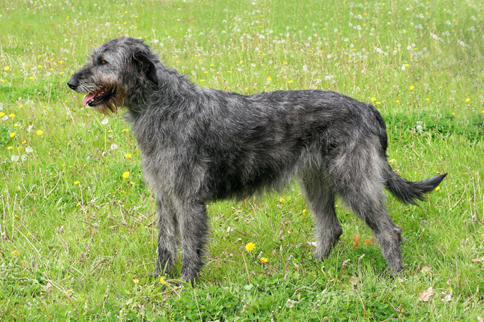 Irish Wolfhound 