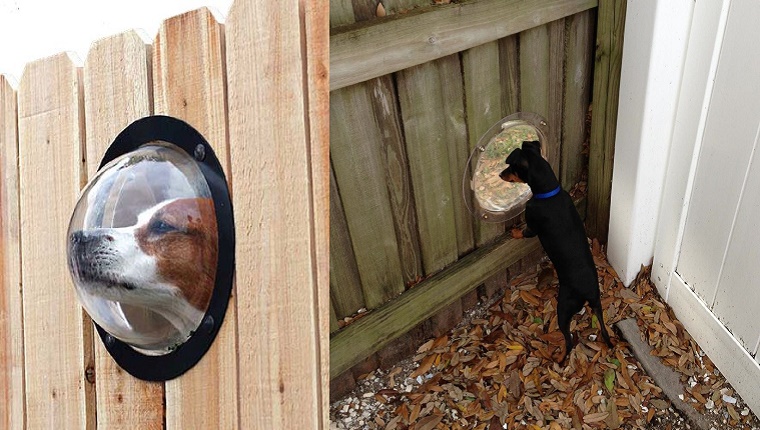 Fence Window For Dogs