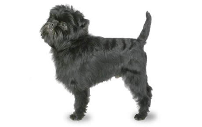 Affenpinscher