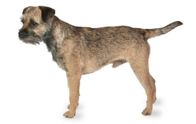 Border Terrier