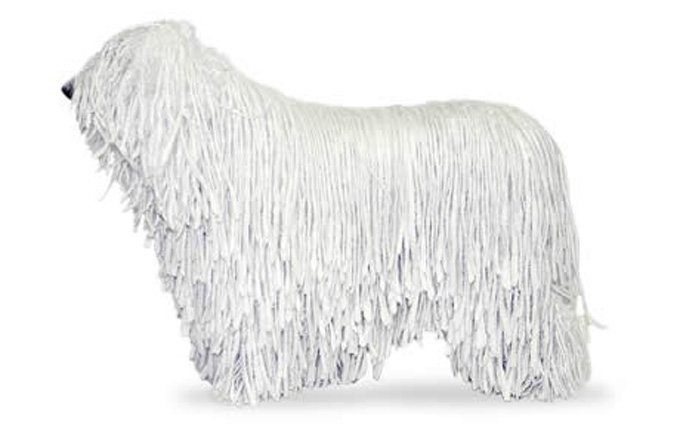 Komondor