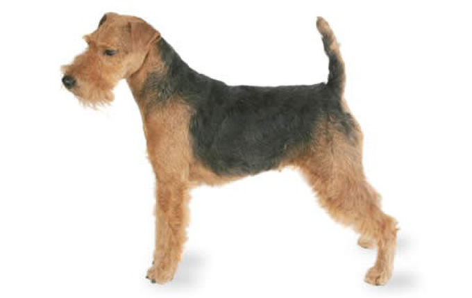 Welsh Terrier