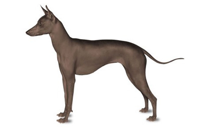 Xoloitzcuintli